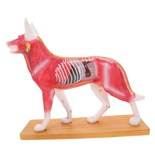 Gatuida 2St akupunkturpunktmodell für hunde tierische Hundemodelle realistischer Hund Haustier Plüsch Hund Modell der Körperakupunktur des Hundes Tierakupunkturpunktmodell PVC Gatuida 2St akupunkturpunktmodell für hunde tierische Hundemodelle realistischer Hund Haustier Plüsch Hund Modell der Körperakupunktur des Hundes Tierakupunkturpunktmodell PVC von Gatuida