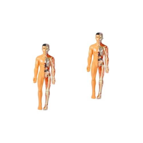 Gatuida 2St menschliches Organmodell menschliches Modell Kinderpuzzle Spielzeuge Kinderspielzeug Lernspielzeug für Kinder 5-7 Rätsel des menschlichen Körpers menschlicher Körper Suite von Gatuida