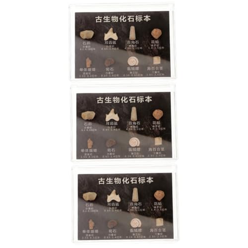 Gatuida 3 Kisten fossiles Exemplar Deckel Pflanzengestein Monitor Regal Teufelsaugen-Schlüsselanhänger zähne Fossilienexemplare Steine und Exemplar aus Naturstein Lehre lehrreich Gatuida 3 Kisten fossiles Exemplar Deckel Pflanzengestein Monitor Regal Teufelsaugen-Schlüsselanhänger zähne Fossilienexemplare Steine und Exemplar aus Naturstein Lehre lehrreich von Gatuida