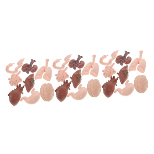 Gatuida 3 Sätze Menschliches Organmodell Orgelstütze Menschliches Organspielzeug Realistisches Orgelmodell Menschliche Organstütze Körperteile Gehirnmodell Lungenmodell Plastik 8 Stück * 3 Gatuida 3 Sätze Menschliches Organmodell Orgelstütze Menschliches Organspielzeug Realistisches Orgelmodell Menschliche Organstütze Körperteile Gehirnmodell Lungenmodell Plastik 8 Stück * 3 von Gatuida