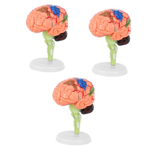 Gatuida 3 Stk Experimentelle Lehrmedizin Anatomisches Modell Des Menschlichen Gehirns Anatomisches Modell Des Gehirns Männchen Gehirnmodell Lernen Mannequin Spielzeug Medizinisch Pvc 4d von Gatuida