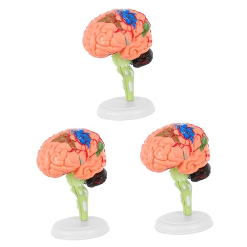 Gatuida 3 Stk Experimentelle Lehrmedizin Anatomie 3D-Modell Mannequin Männchen Körper Gehirnlehrmodell Modelle Wissenschaftliches Gehirnmodell anatomisches Modell Puzzle Spielzeug 4d PVC von Gatuida