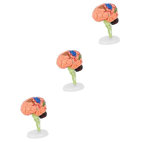 Gatuida 3 Stk Experimentelle Lehrmedizin Neurowissenschaften Modell des menschlichen Gehirns Anatomiemodell schulsachen schulzeug Anatomie Gehirnmodell Wissenschaftliches Gehirnmodell PVC Gatuida 3 Stk Experimentelle Lehrmedizin Neurowissenschaften Modell des menschlichen Gehirns Anatomiemodell schulsachen schulzeug Anatomie Gehirnmodell Wissenschaftliches Gehirnmodell PVC von Gatuida