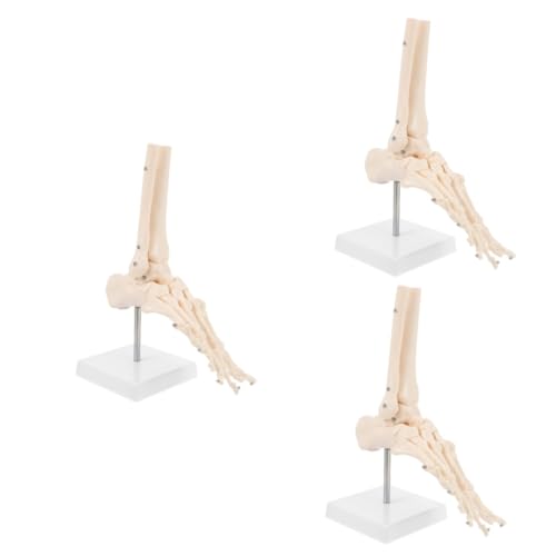 Gatuida 3 Stk Fuß Anatomie Fußgelenkmodell Fußknochenmodell anatomisches Fußmodell PVC menschliches Skelettmodell Modelle Sprunggelenkmodell aus Kunststoff PVC-Knöchelgelenkmodell Füße von Gatuida