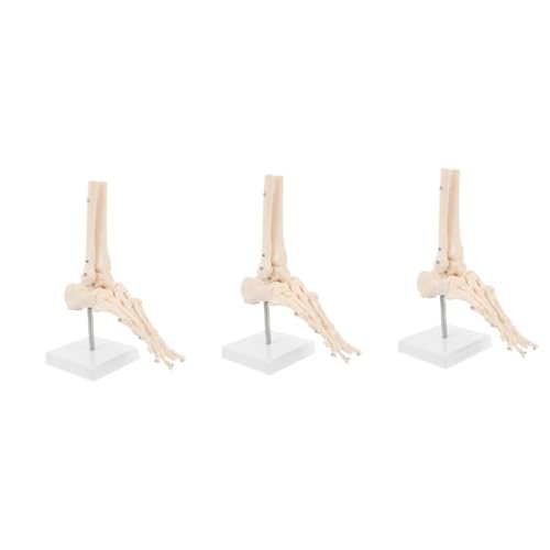 Gatuida Anatomisches Fußmodell 3 Stk Fuß Anatomie Fußknochenmodell aus Kunststoff Anatomisches PVC-Modell Modelle PVC menschliches Skelettmodell PVC-Knöchelgelenkmodell Füße Fußmodell von Gatuida