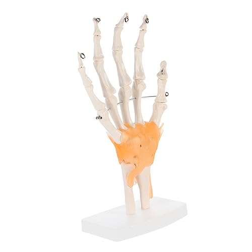Gatuida 3 Stk Mannequin Gelenkgelenkmodell Lehrmittel für Ärzte werkzeug Modelle Handgelenkmodell mit Bändern Menschliches artikulierendes anatomisches Modell menschlicher Körper Base Band von Gatuida