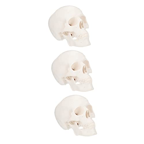 Gatuida 3 Stk Schädel Menschliches Skelettmodell Skelett-halloween-dekoration Großer Realistisch Riesiges Skelett Skelett- Menschliches Modell Skelette Plastik Weiß von Gatuida