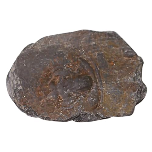 Gatuida 3 Stk Trilobiten- fossilien paläontologie studentin tuchent schuler eincremehilfe decor Lehrmittel Schüler unterrichten pädagogisches Desktop-Ornament Dekoration von Gatuida