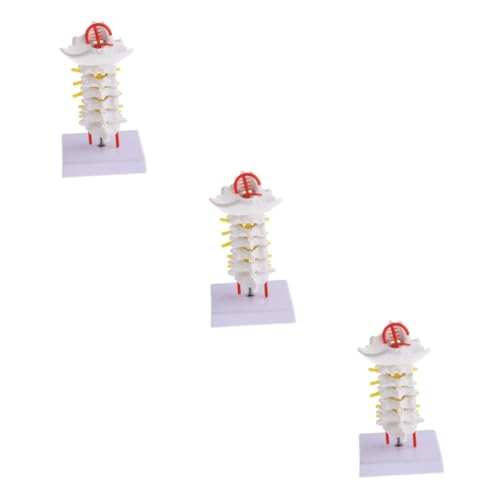 Gatuida 3 Stück Halswirbelsäule Mit Karotis Studium Der Menschlichen Anatomie Halswirbelsäulenmodell Zwischenwirbel Medizinmodell Skelettmodell Geräte Schädel Karotismodell Gatuida 3 Stück Halswirbelsäule Mit Karotis Studium Der Menschlichen Anatomie Halswirbelsäulenmodell Zwischenwirbel Medizinmodell Skelettmodell Geräte Schädel Karotismodell von Gatuida