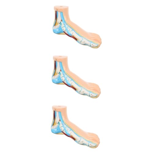 Gatuida 3St Modell des Fußgelenks Modelle medizinische Lehre Fußform Unterrichten des normalen Fußmodells normales Fußmodell anzeigen menschlicher Körper Vinyl von Gatuida