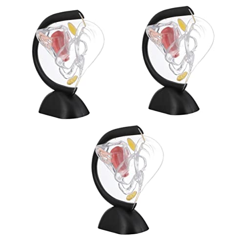 Gatuida 3st Transparentes Uterus-modell Transparentes Uterusmodell Anatomisches Modell Die Schaufensterpuppe Anatomiemodelle Genitalien Krankenschwester Pvc Medizinisch von Gatuida