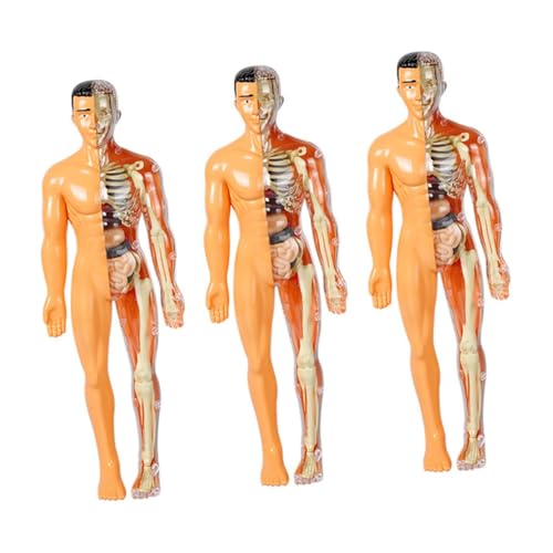 Gatuida 3st Menschliches Organmodell Anatomie Menschliche Anatomie Für Sezierset Für Für Den Menschlichen Körper Körpermodell Plastik von Gatuida