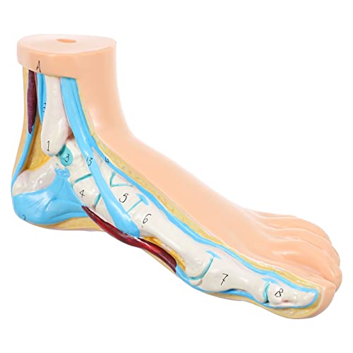 Gatuida 3St Modell des Fußgelenks fußkur footcure Fußknochenmodell Fußpflege Fußmuskelmodell Modelle normales Fußmodell des Krankenhauses Anatomie Fußmodell menschlicher Körper Vinyl von Gatuida