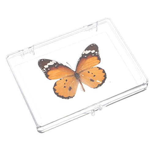 Gatuida 4 Stück Schmetterlings-Exemplar Lernspielzeug Exemplar Anhänger Probe Ornament Regal Insektenexemplar gerahmter Schmetterling verpackt Requisiten Souvenir Wandbehang Kind schmücken von Gatuida