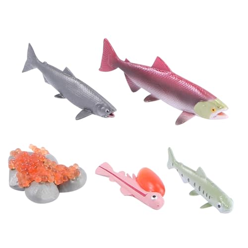 Gatuida 4 Stück Teiliges Set Lebensechter Lachsfisch Modelle Pädagogisches Aquarium zur Fischaufzucht Realistisches Lernspielzeug für Kognitive Entwicklung und Zufällige Zufällige Farbe von Gatuida