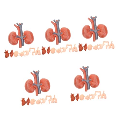 Gatuida 5 Sätze Menschliches Organmodell Modell Des Menschlichen Körpers Würfel Zum Studium Der Menschlichen Anatomie Orgelmodell Physiologie Tragbar Lehrmittel Stütze Pvc 8 Stück * 5 Gatuida 5 Sätze Menschliches Organmodell Modell Des Menschlichen Körpers Würfel Zum Studium Der Menschlichen Anatomie Orgelmodell Physiologie Tragbar Lehrmittel Stütze Pvc 8 Stück * 5 von Gatuida