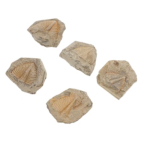 Gatuida 5 Stück Echte Trilobitenproben Für Schüler Lehrmittel Enthusiasten Metaphysischer Eigenschaften von Gatuida