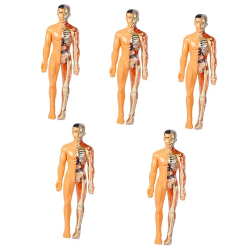 Gatuida 5st Menschliches Organmodell Für Den Menschlichen Körper Anatomie-puzzle Körpermodell Menschliche Anatomie Für Modell Des Menschlichen Körpers Für Plastik Gatuida 5st Menschliches Organmodell Für Den Menschlichen Körper Anatomie-puzzle Körpermodell Menschliche Anatomie Für Modell Des Menschlichen Körpers Für Plastik von Gatuida