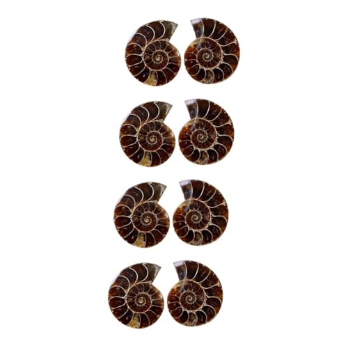 Gatuida 8 Stk Ammonit- -marke Hausdekorationen Für Zu Hause Dekor Für Zu Hause Ammonitenmodelle Lehrmittel Alte Probe Entwicklungsspielzeug Dekoration Für Zu Hause Tier Muschel Kind von Gatuida