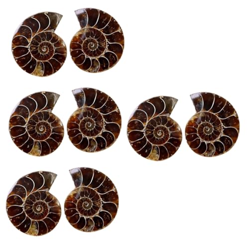 Gatuida 8 Stk Ammonit- -marke Regenbogen-kleoniceras Paläontologisches Exemplar Tischdekoration Krinoide Probe Simulationsmodell Heimdekorationen Schmuck Mineral Ornamente Student von Gatuida