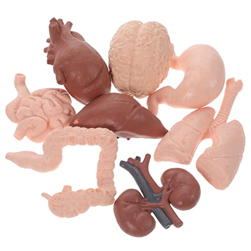 Gatuida 8st Menschliches Organmodell Wissenschaftliches Lernspielzeug Skelett Hilfsmittel Für Orgelunterricht Anatomie Männchen Baby Menschlicher Körper Plastik Unterrichtsmaterialien von Gatuida