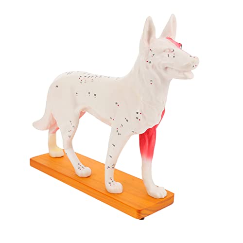 Gatuida akupunkturpunktmodell für hunde Garnierwerkzeuge Akupunktur-Trainingsmodell Modelle Tierakupunkturpunktmodell Modell der Körperakupunktur des Hundes Haupt Lehrmittel Kind PVC von Gatuida