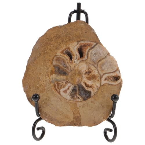 Gatuida Ammonit- Mit Halterung: Natürliche Ammonit-Fossile Steinprobe Sammlerstein Untersetzer Untersetzer Artistic Disc Ammonit Mineralien Modell von Gatuida