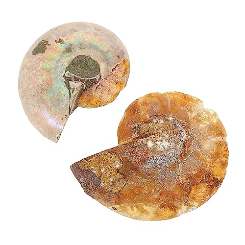 Gatuida Ammonit Fossilien Dekorationsset Kreative Lehrmaterialien Für Schüler Fossilien Für Den Unterricht Größe 2 Ideal Als Schreibtischornament Oder Sammlerstück von Gatuida