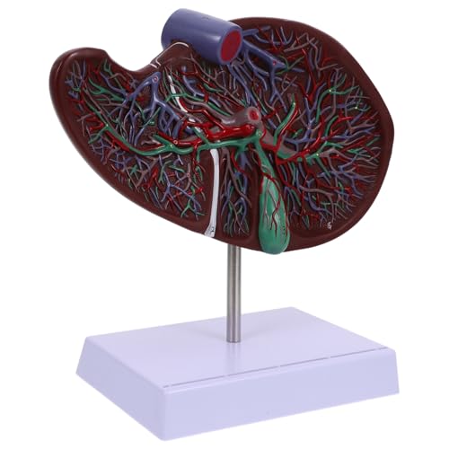 Gatuida Anatomisches Modell Der Menschlichen Leber Realistische Darstellung Medizinisches Lebermodell Mit Basis Für Lehren Und Lernen von Gatuida