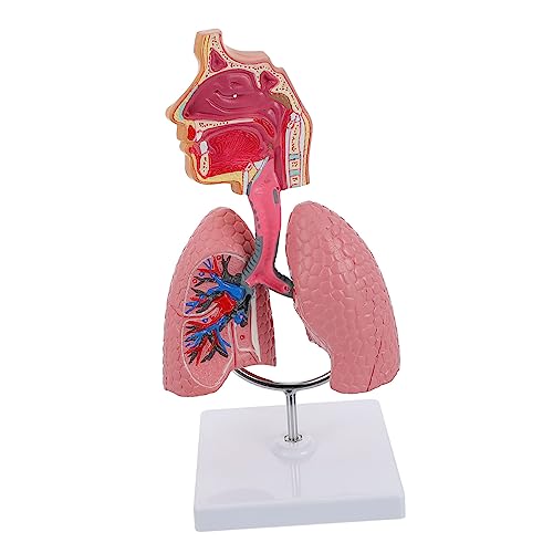 Gatuida 1pc Medizinisches Menschliches Lungenmodell Realistisches Atemwegslungenmodell Für Den Unterricht in Der Krankenpflegeschule Gatuida 1pc Medizinisches Menschliches Lungenmodell Realistisches Atemwegslungenmodell Für Den Unterricht in Der Krankenpflegeschule von Gatuida