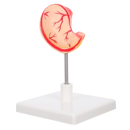 Gatuida Anatomisches Magenmodell aus Robustem Material Realistische Menschliche Magenstruktur Leicht Montierbar für Medizinische Ausbildung und Wissenschaftlichen Unterricht von Gatuida