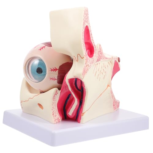 Gatuida Modelle Augenmodell Mannequin medizinisch Augapfel Hornhaut PVC Menschliches Auge Modell von Gatuida