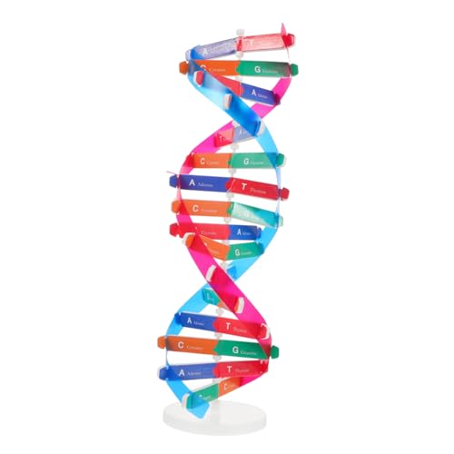 Gatuida DNA Modell Bausatz Doppelhelix Selbstmontage Wissenschaftsspielzeug Biologie Lehrmittel für Experimente und Unterricht Pädagogisches zur Genetikvermittlung von Gatuida