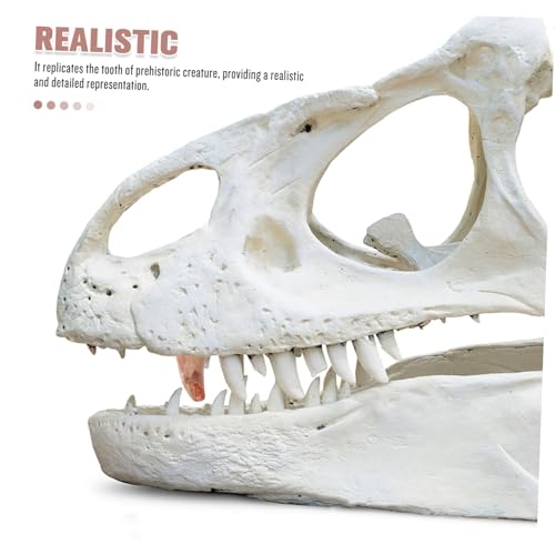 Gatuida Dinosaurier Zahnmodell Fossiles Lehrmittel Realistische Nachbildung für Schulunterricht Paläontologie Unterricht Kreatur Anschauliche Wissenschaft Bildungsmodell Gatuida Dinosaurier Zahnmodell Fossiles Lehrmittel Realistische Nachbildung für Schulunterricht Paläontologie Unterricht Kreatur Anschauliche Wissenschaft Bildungsmodell von Gatuida