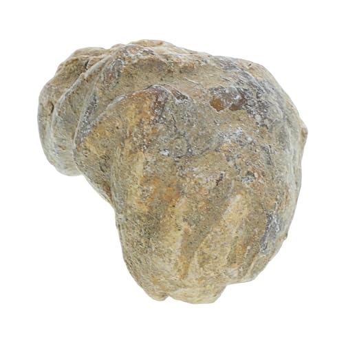 Gatuida Fossiles Exemplar Wissenschafts-kit Dinosaurier-eier Dinosaurier-ausgrabungsset Rock Tumbler Für Sand Tischschmuck Muschel Desktop-ornament Lehrmittel von Gatuida