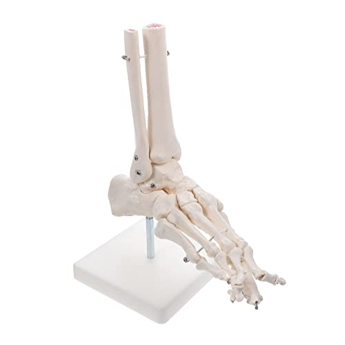 Modell des Fußgelenks Skelettfußmodell menschliches Skelettmodell anatomischer Unterricht Modul Modelle PVC-Fußknochenmodell PVC-Fußgelenkmodell menschlicher Körper Lehrmittel Weiß von Gatuida