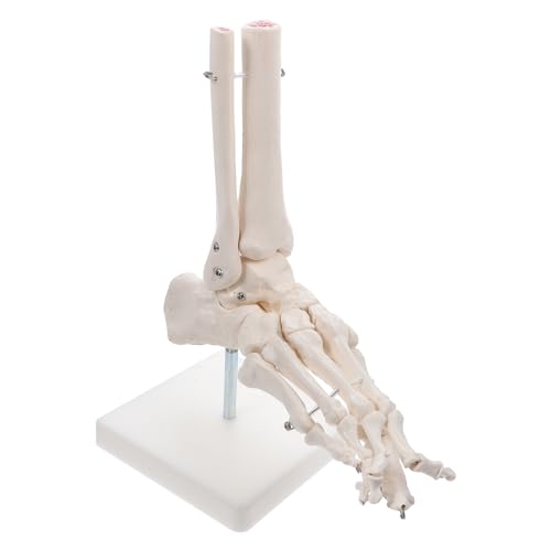 Gatuida Modell Des Fußgelenks Männchen Modell Der Fußanatomie Sprunggelenk Modell Menschliches Fußmodell Plastikskelett Skelett 3d-anatomie Pvc Kunststofffüße Menschlicher Körper Weiß von Gatuida