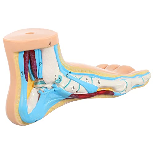 Gatuida Menschlichen Normalen Fuß Modell Fuß Muskeln Normalen Fuß Modell Lehre Anatomie Fuß von Gatuida