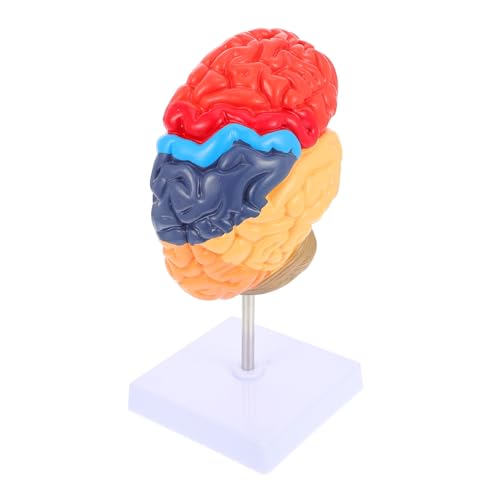 Gatuida Spielen Gehirnlehrmodell Spielzeug Menschlicher Körper Pvc 3d Halterung Spielzeuge von Gatuida