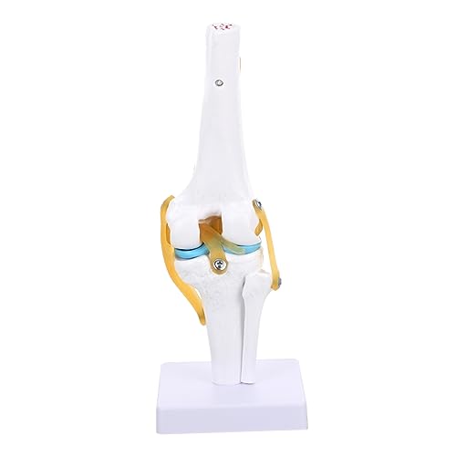 Gatuida Schaufensterpuppe Gemeinsames Modell Mannequin 3d Menschlicher Körper Pvc Lehrinstrument Puppe von Gatuida