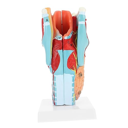 Gatuida 2x Vergrößertes Kehlkopfmodell Modell Menschliche Anatomie Kehlkopfanatomie Pvc-material von Gatuida