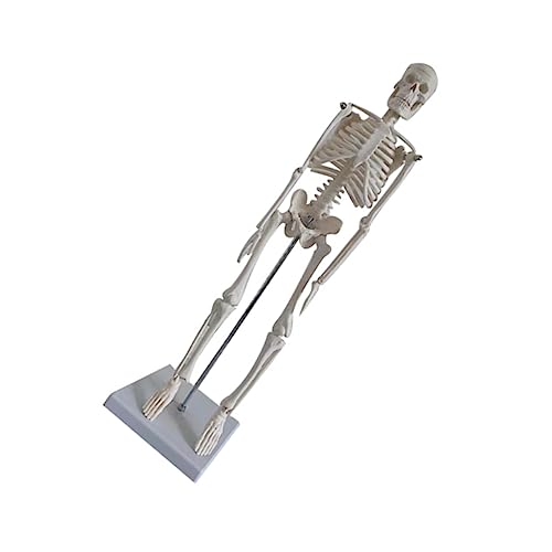 Gatuida Wissenschaftliches Menschliches Skelettmodell - 45 Cm Medizin Lehrmodell Für Schüler Pvc von Gatuida