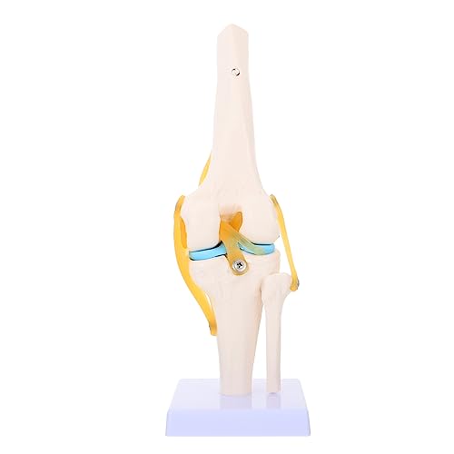 Gatuida Kniegelenkmodell Menschliches Skelettmodell 1 Realistische Bewegung Pvc-material von Gatuida