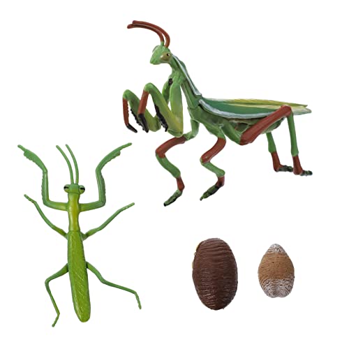 Gatuida Mantis Wachstum Modell Realistisches Phasen Lernspielzeug für Pädagogisches Insektenfiguren zur Frühen Bildung und Naturerforschung von Gatuida