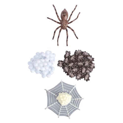 Gatuida Material Tierwachstumsmodell Spinnen Lebenszyklus Simulation Lernspielzeug für Vorschulkinder Naturwissenschaftliche Bildung und Kreative Sammlung von Gatuida