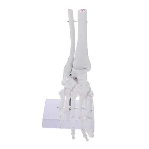 Gatuida Modell Des Menschlichen Körpers Menschlicher Knöchel Unterricht Mannequin Pvc Weiß Menschlicher Körper Werkzeug Büro Anatomisches Modell von Gatuida