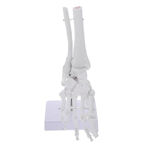 Gatuida 11-modell Des Menschlichen Fußgelenks Für Den Unterricht Pvc-fußknochenmodell 360°-drehbasis Ideal Für Chiropraktiker Und Chirurgen von Gatuida