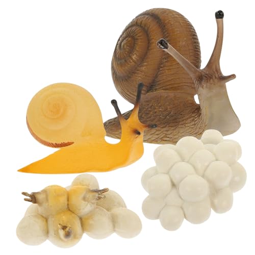 Gatuida Miniatur Schneckenwachstumsmodell Lehrmittel Realistische Lernspielzeuge für Biologisches Wachstumszyklus Modell Naturgetreu Pädagogisch Spielerisch von Gatuida
