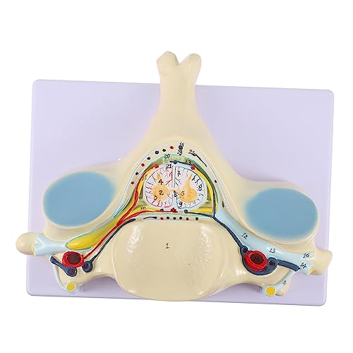 Gatuida Modell Der Spinalnerven Becken Lendenwirbel Vergrößertes Wirbelsäulenmodell Wirbel Wirbelsäule Gemeinsam Knochenmodell Tierischen Schädel Zotte Anatomisch Torso Muskel Pvc Gatuida Modell Der Spinalnerven Becken Lendenwirbel Vergrößertes Wirbelsäulenmodell Wirbel Wirbelsäule Gemeinsam Knochenmodell Tierischen Schädel Zotte Anatomisch Torso Muskel Pvc von Gatuida