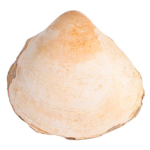 Gatuida Paleontologie Muschel Exemplar Naturgetreu Lernspielzeug Wissenschaft Dekoration Sammlerstück Lehrmaterial von Gatuida